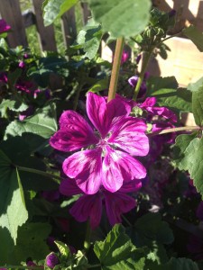 blomma malva